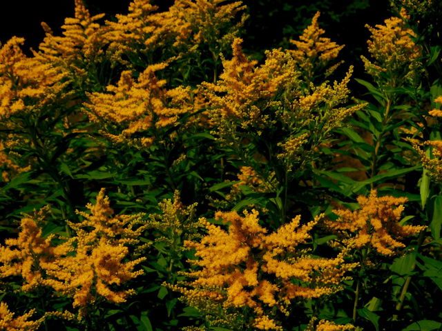 Golden rod