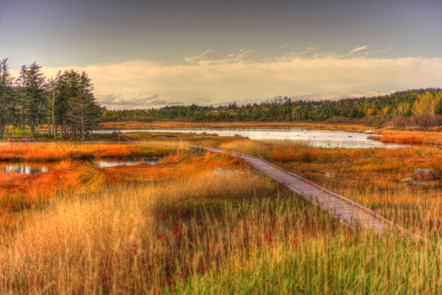 Bird Sanctuary - Comfort Cove-Newstead, NL