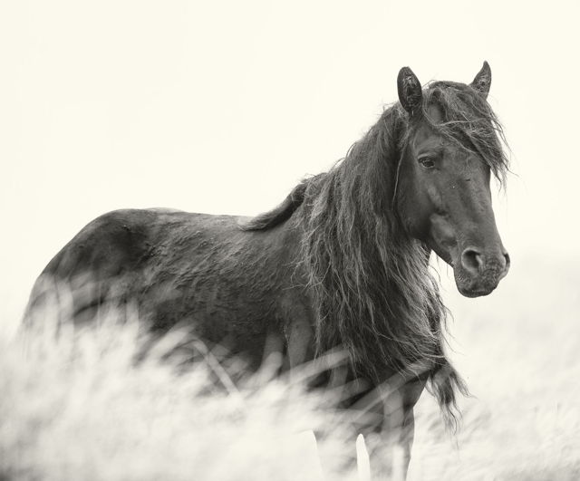 Rene's Horse