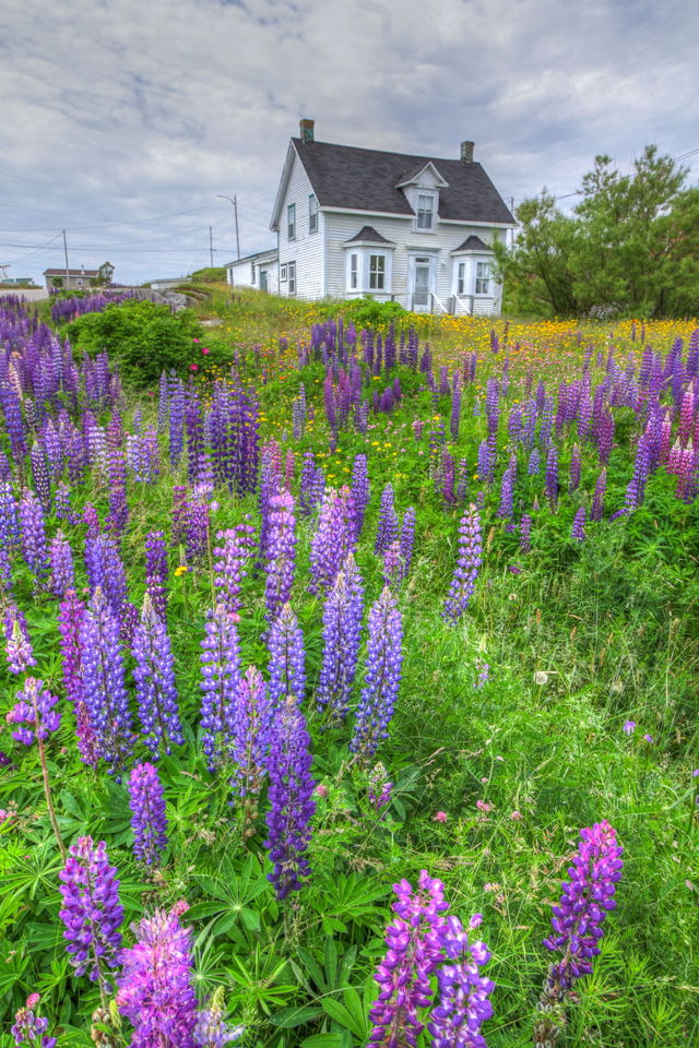 Lupins in the yard - Greenspond, NL