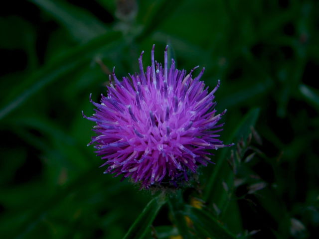 Common Knapweed