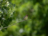 Cedar Waxwing