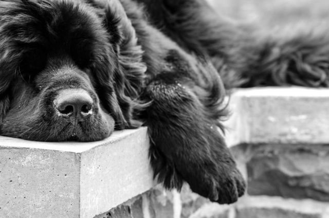 Newfoundland dog. Lazy day.
