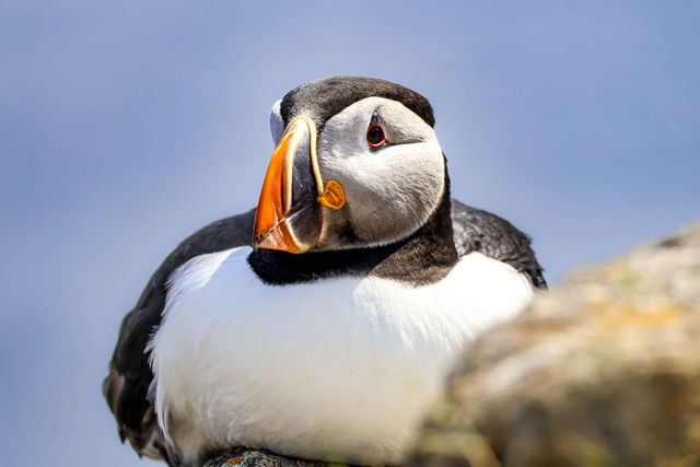 Buddy the Puffin
