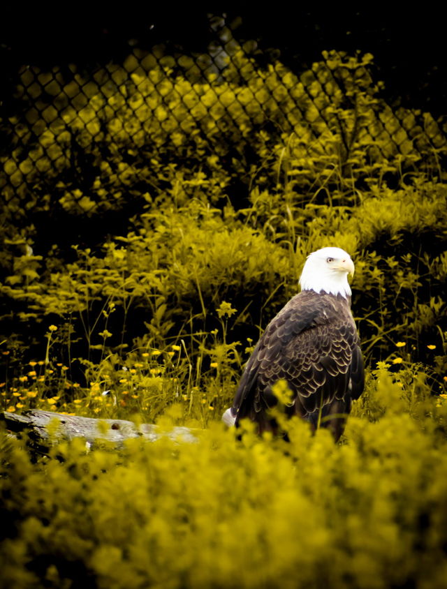Eagle-eyed