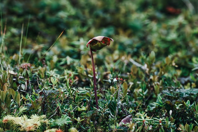 Pitcher Plant