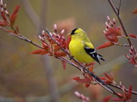 American Goldfinch 2