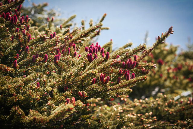 Fir Tree Cones