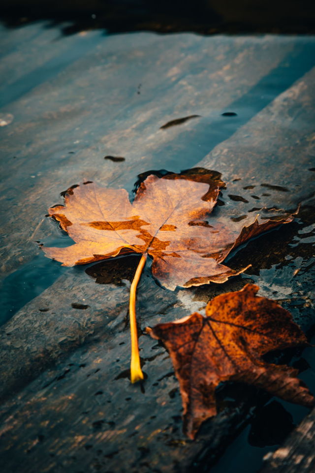 Falling Leaves at Quidi Vidi