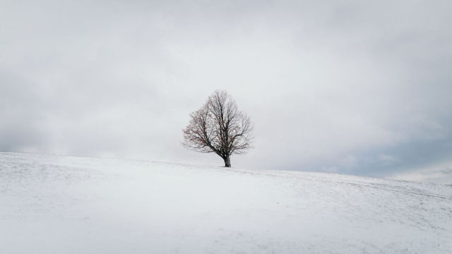 Solus