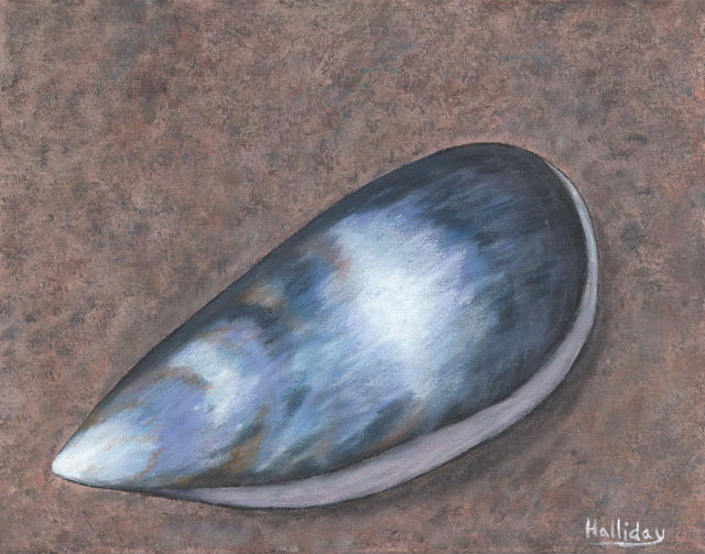 Beach Mussel