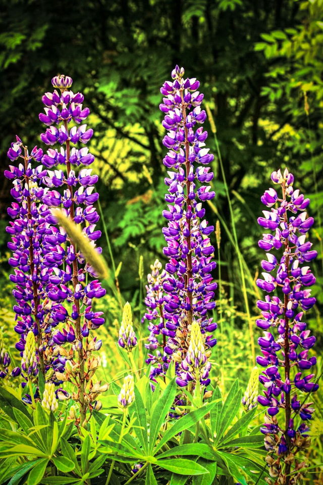 Brigus Lupine