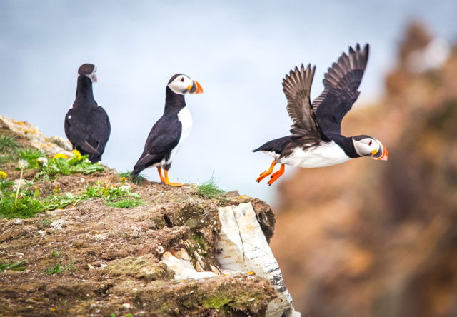 Puffin going fishing