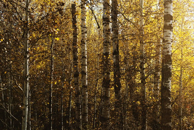 Aspen Glow 2