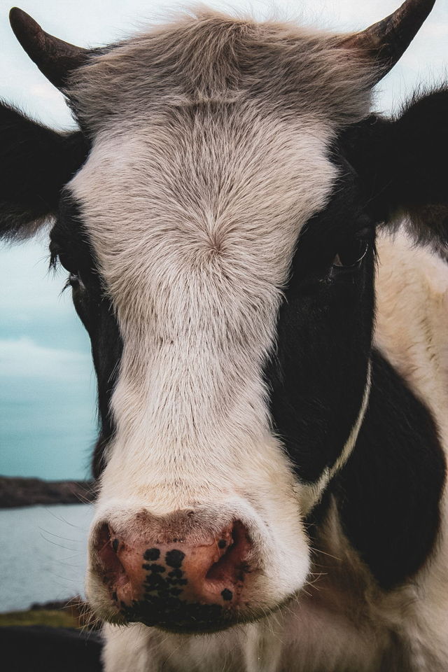 Calf 3