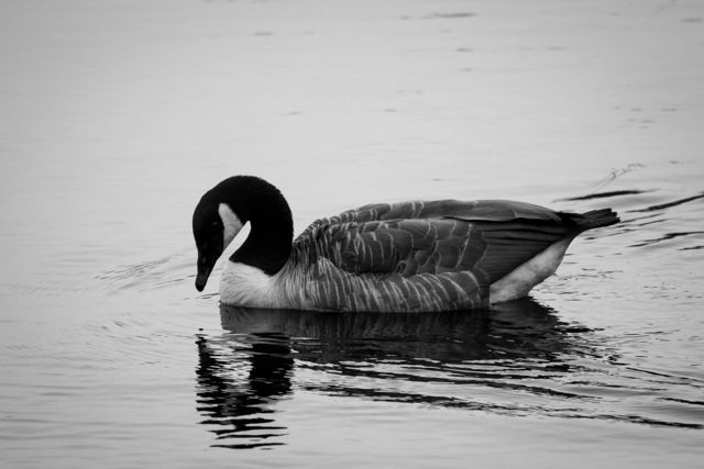 Canada Goose