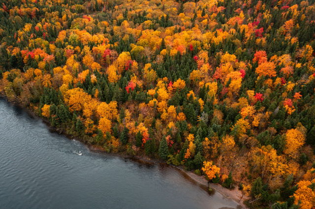 Aerial Autumn Forest Along the River