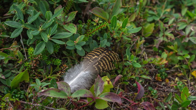 A Grouse's Offering