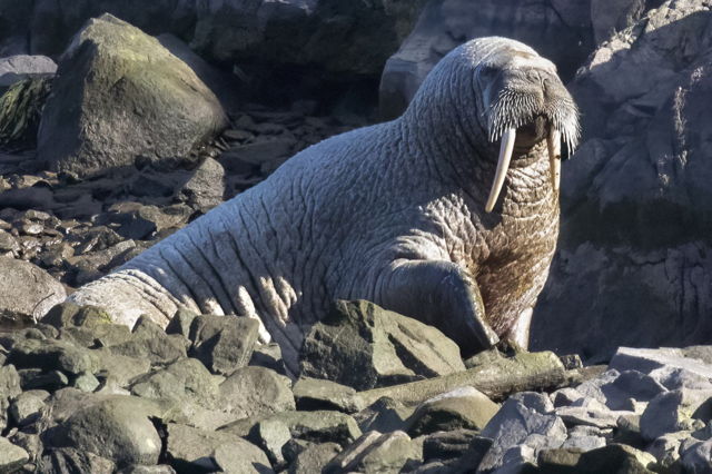 I'm the Walrus