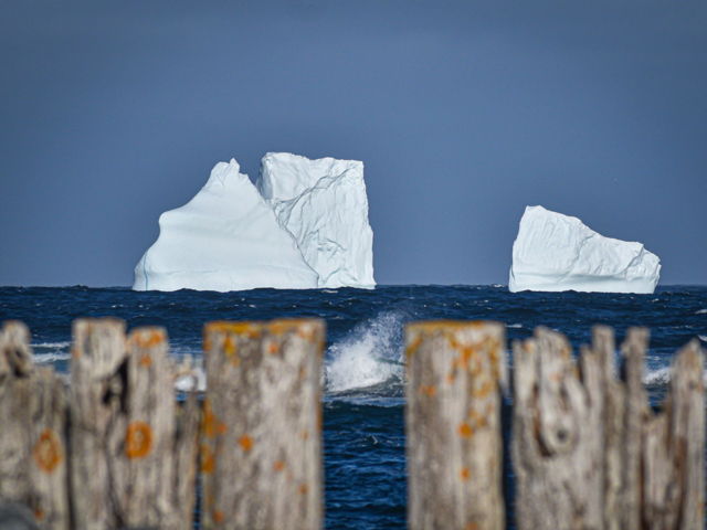 Ferryland icebergs