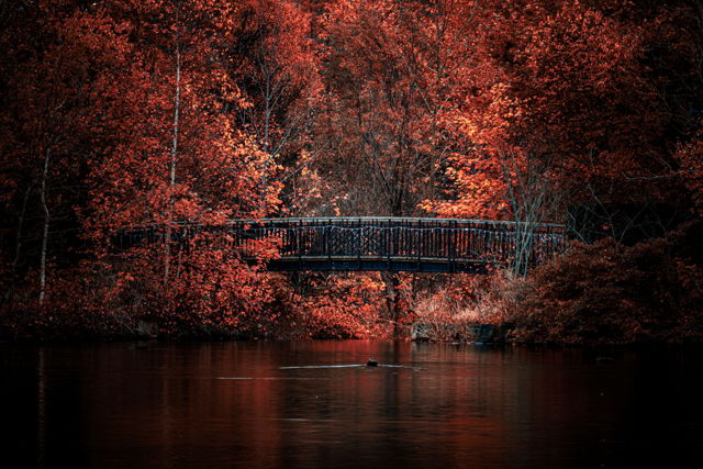 Pedestrian Bridge In Bowring Park