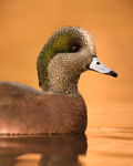American Wigeon in Golden Light