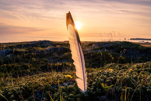 Feather Sunrise
