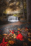 Fall In the Park