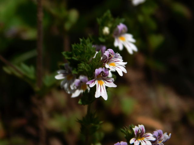 Eyebright