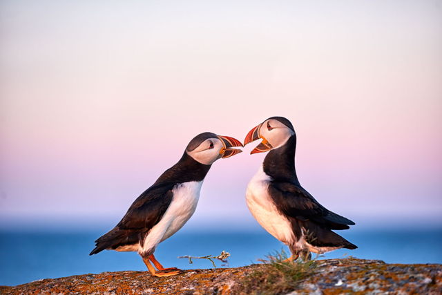Puffin Love 2