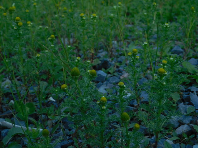 Wild chamomile