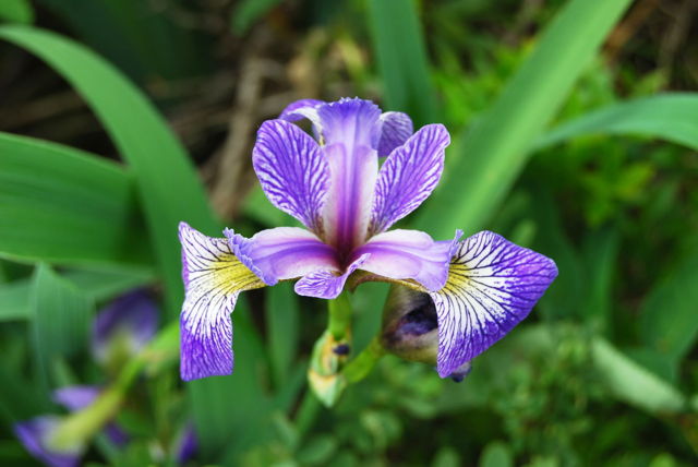 Blue Flag wildflower - a member of the iris Family