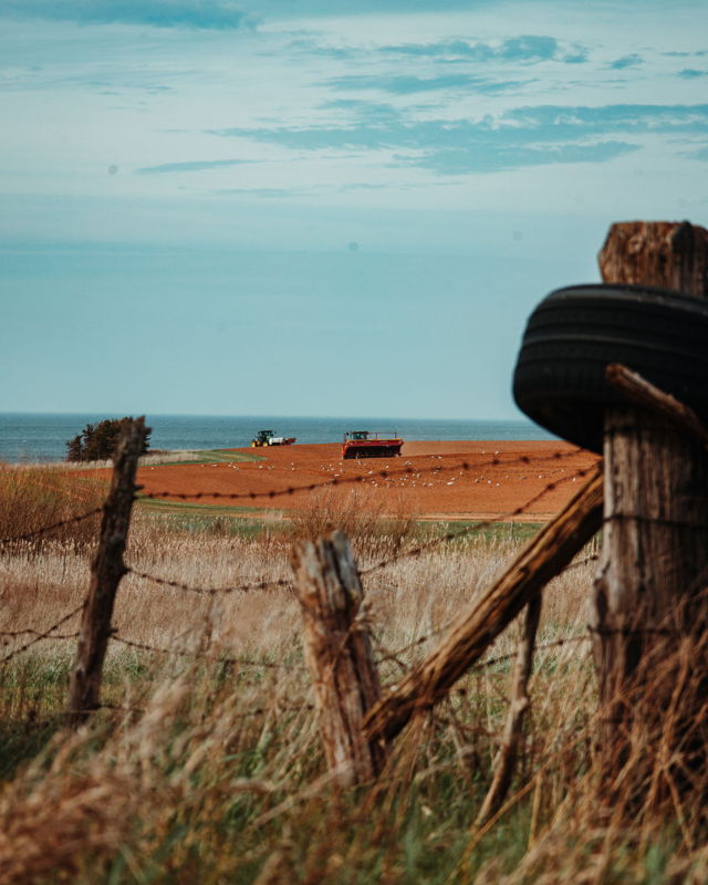 Seaside Harvest