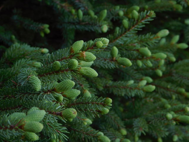 Black spruce 2025
