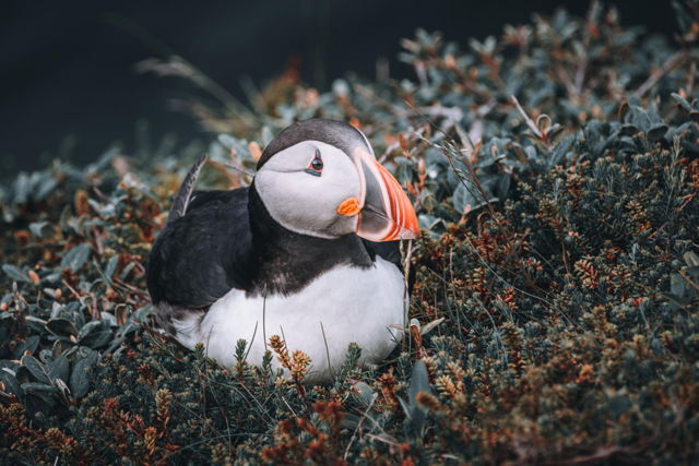 Puffin With The Deep Blues