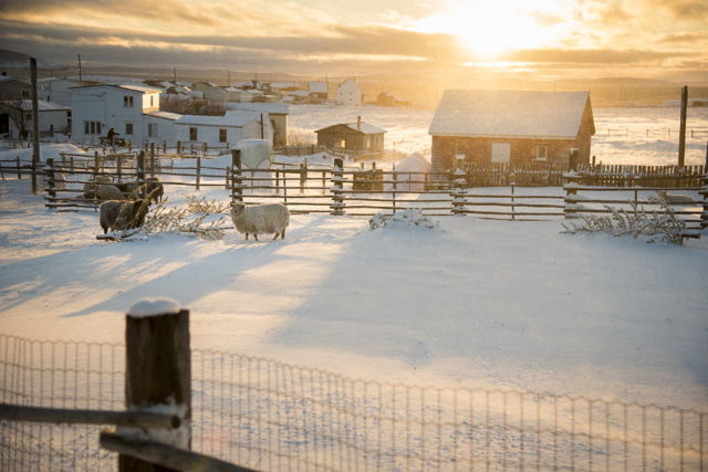 Bonavista Sunset