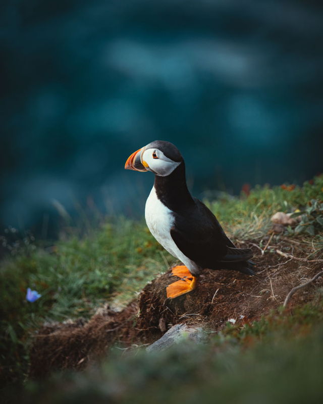 Proud Puffin