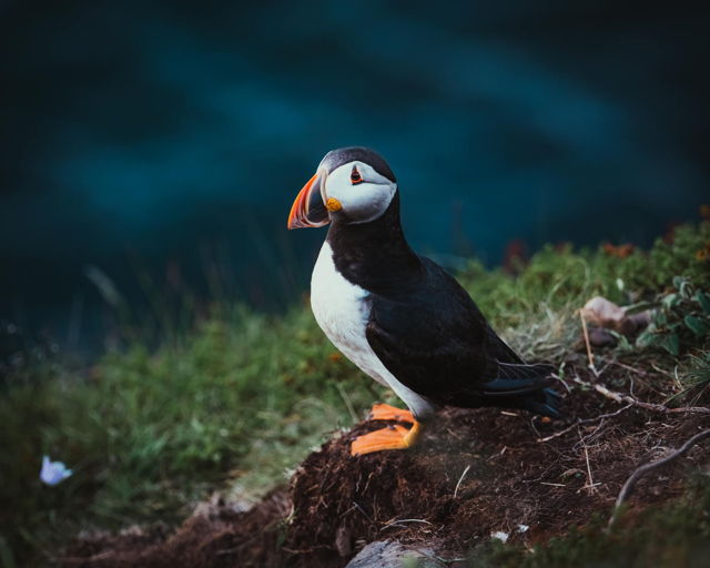Puffin Portrait at Spillars Coves