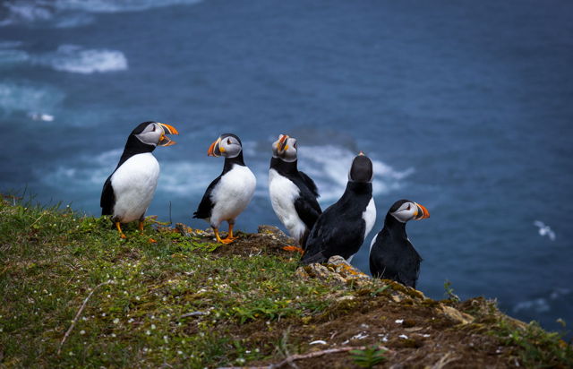 Puffin Meeting 2