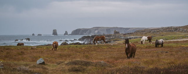 Horses in the Dungeon