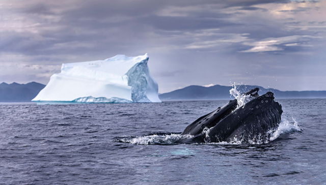 Whale And Iceberg