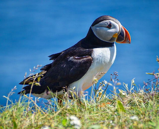 All or puffin