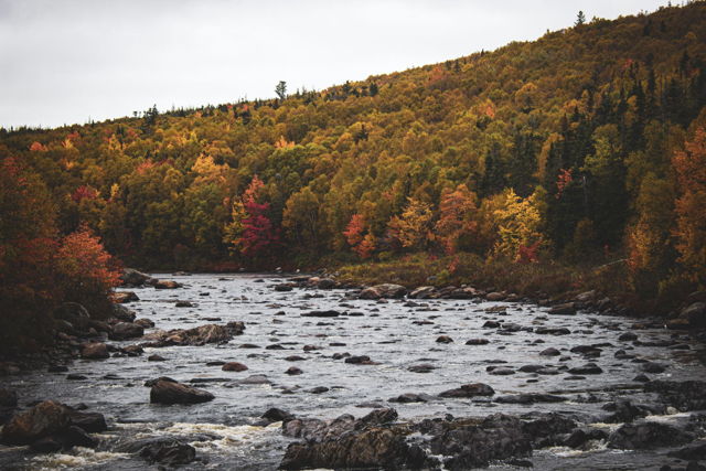 Textbook Fall Colours