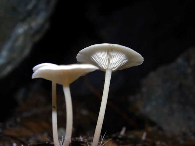 CaveMushrooms