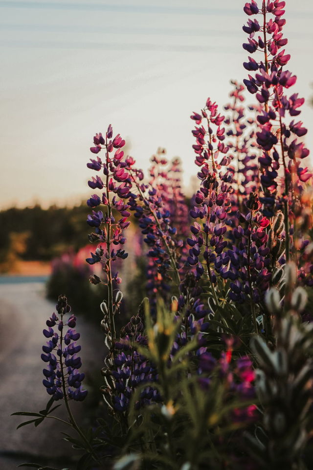 Lupins II