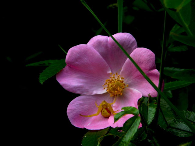 Spider on a Wild Rose