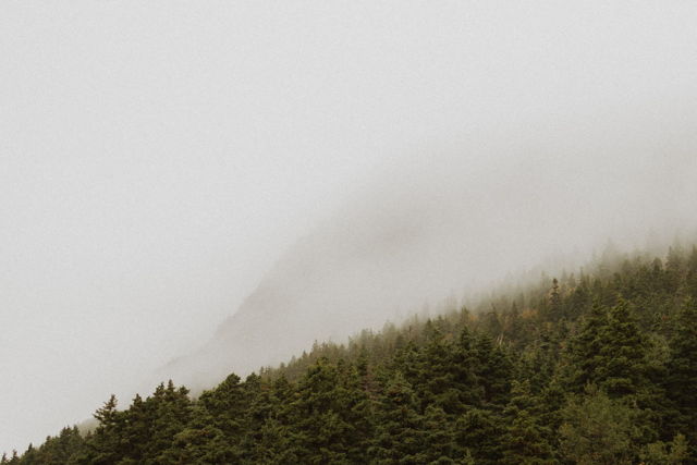 Into The Fog