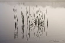 Watery Canvas