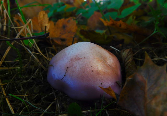 Wood blewit