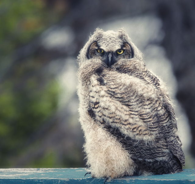 Great Horned Owl